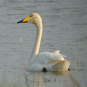 Whooper Swan